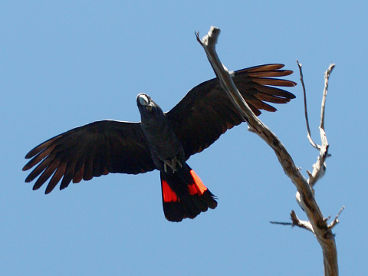 Red-tailed Black Cockatoo (Calyptorhynchus banksii) – male