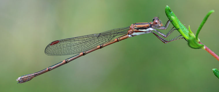 Slender Ringtail (Austrolestes analis)