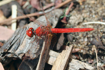Scarlet Percher (Diplacodes haematodes)