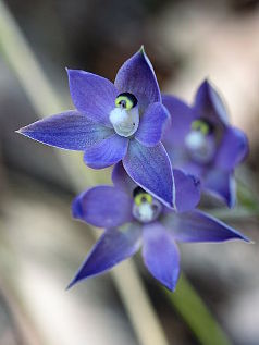 Shy Sun Orchid (Thelymitra graminea)