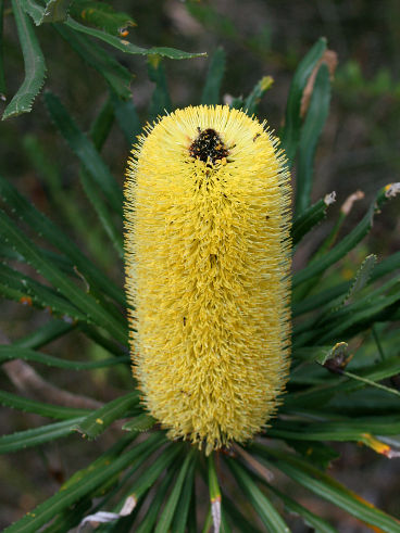 Slender Banksia (Banksia attenuata)