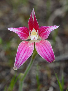 Spectacular Spider Orchid (Caladenia × spectabilis)