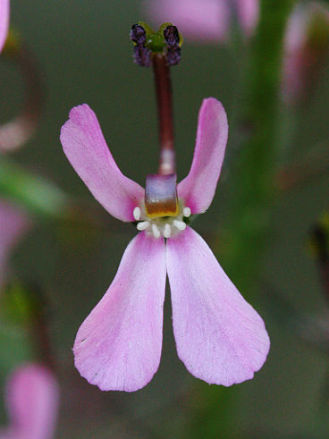 Coastal Plain Triggerplant (Stylidium neurophyllum)
