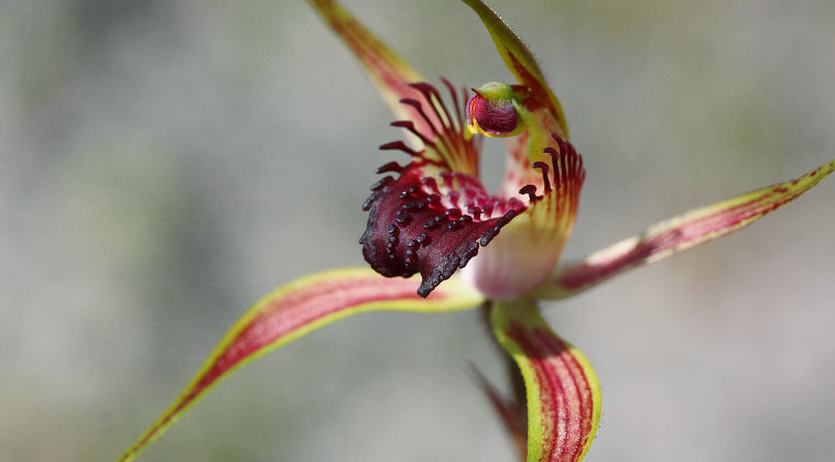 Swamp Spider Orchid (Caladenia paludosa)