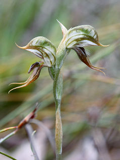 Tuart Rufous Greenhood (Pterostylis frenchii)