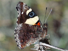 Yellow Admiral (Vanessa itea)