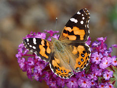 Australian Painted Lady (Vanessa kershawi)