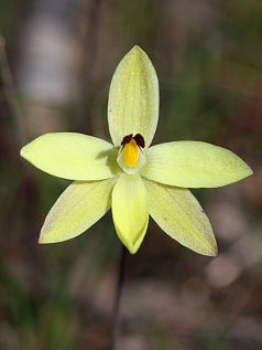 Lemon-scented Sun Orchid (Thelymitra antennifera)
