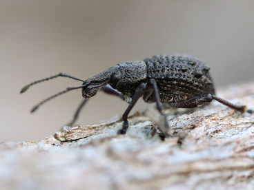 Unidentified weevil