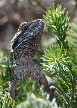 Western Bearded Dragon (Pogona minor)