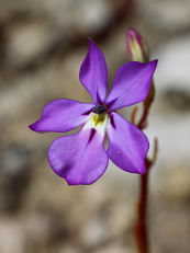 Woodbridge Poison (Isotoma hypocrateriformis)