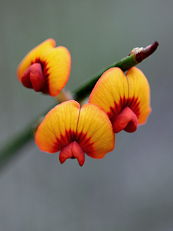 Daviesia triflora