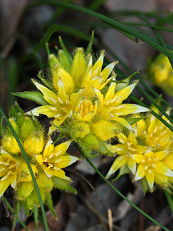 Conostylis juncea