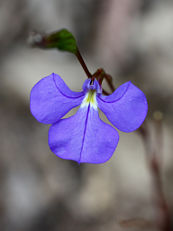 Wing-seeded Lobelia (Lobelia heterophylla)