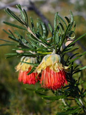 Yanchep Rose (Diplolaena angustifolia)