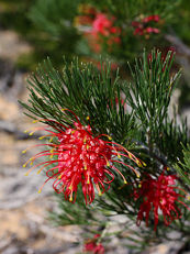 Grevillea preissii