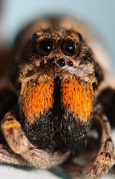 Wolf Spider