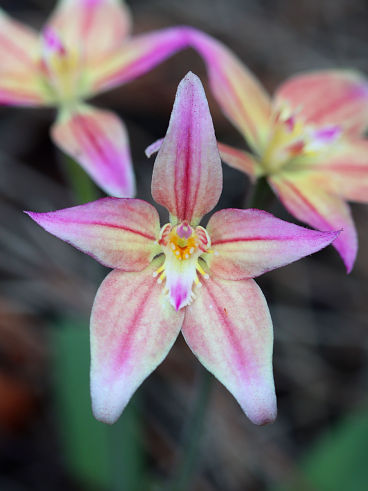 Caladenia flava × Caladenia reptans