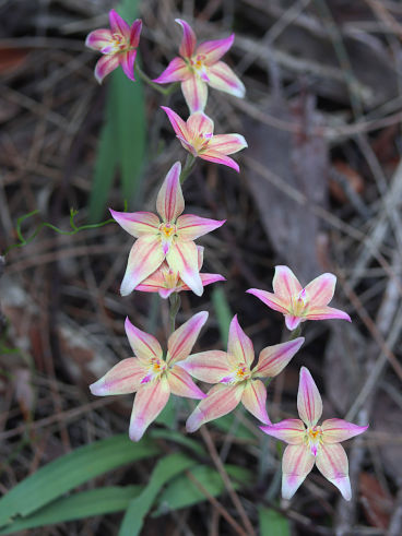 Caladenia flava × Caladenia reptans