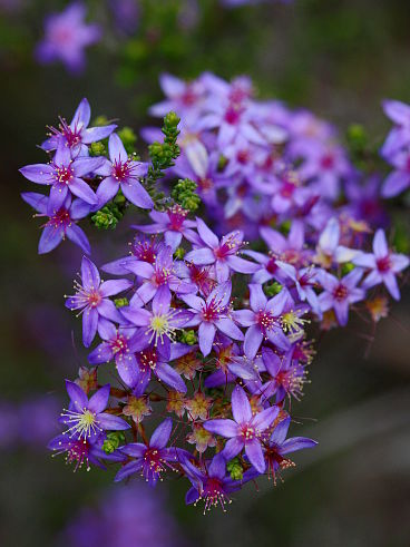 Calytrix leschenaultii