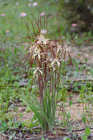 Chameleon Spider Orchid (Caladenia dimidia)