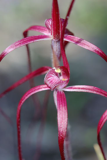 Chameleon Spider Orchid (Caladenia dimidia)