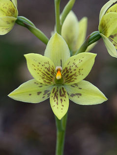 Custard Orchid (Thelymitra villosa)