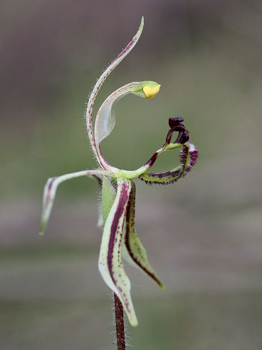 Dragon Orchid (Caladenia barbarossa)