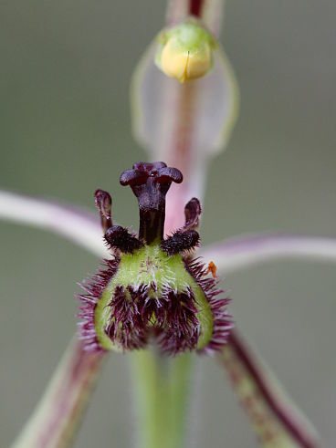 Dragon Orchid (Caladenia barbarossa)