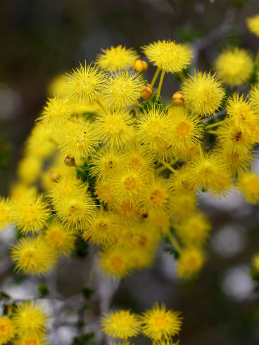 Verticordia acerosa