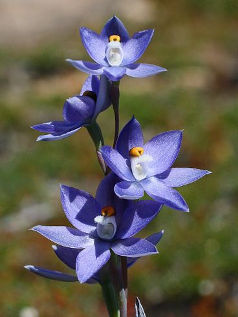 Granite Sun Orchid (Thelymitra petrophila)