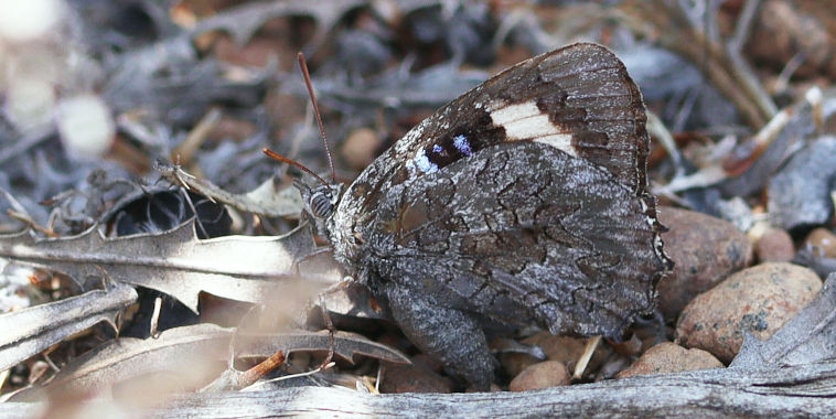 Large Bronze Azure (Ogyris idmo)