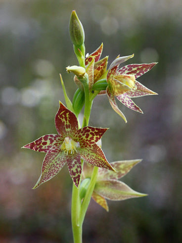 Leopard Orchid (Thelymitra benthamiana)