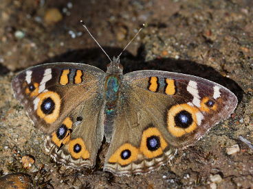 Meadow Argus (Junonia villida)