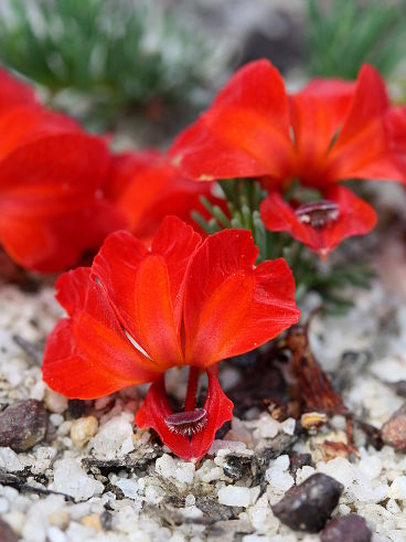 Red Leschenaultia (Lechenaultia formosa)