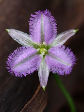 Fringe Lily (Thysanotus sp.)