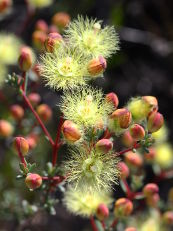 Variegated Featherflower (Verticordia huegelii)