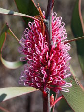 Grass Leaf Hakea (Hakea multilineata)