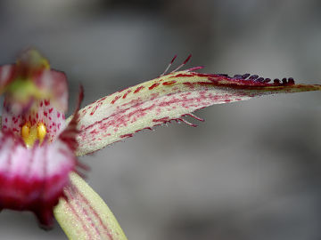 Caladenia arenicola
