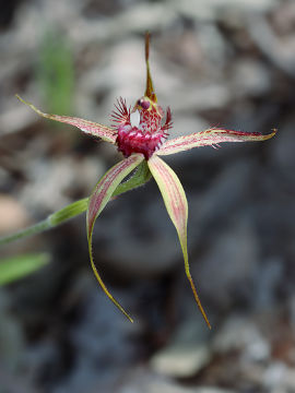 Caladenia arenicola
