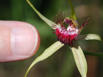 Caladenia arenicola