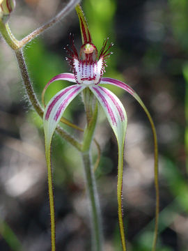 Caladenia arenicola × Caladenia longicauda