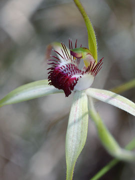 Caladenia arenicola × Caladenia longicauda
