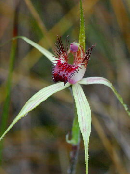 Caladenia arenicola × Caladenia swartsiorum
