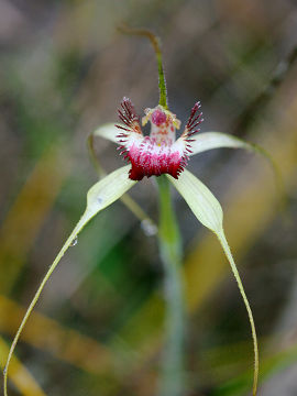 Caladenia arenicola × Caladenia swartsiorum