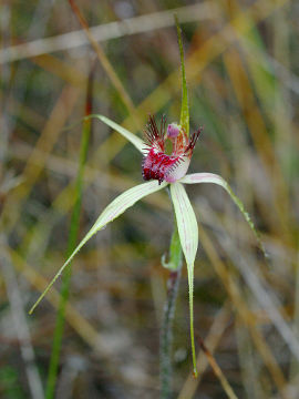 Caladenia arenicola × Caladenia swartsiorum