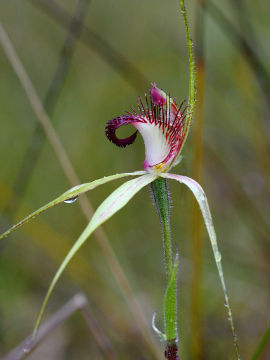 Caladenia arenicola × Caladenia swartsiorum