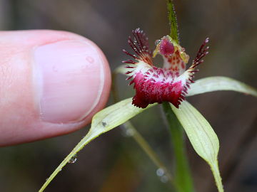 Caladenia arenicola × Caladenia swartsiorum