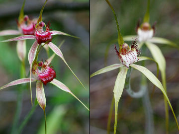 Caladenia arenicola × Caladenia swartsiorum