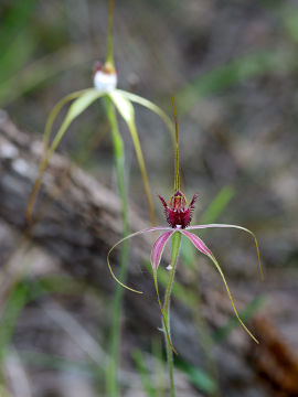 Caladenia arenicola × Caladenia swartsiorum